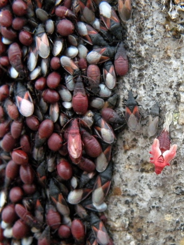 Lygaeidae: Oxycarenus lavaterae infestanti del Veneto (TV)